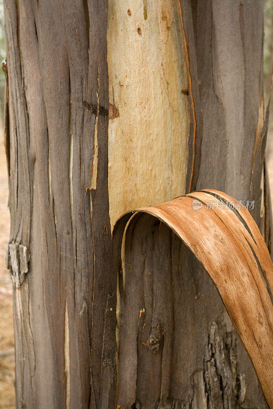 桉树皮剥落，蒙大拿德奥罗，加利福尼亚州