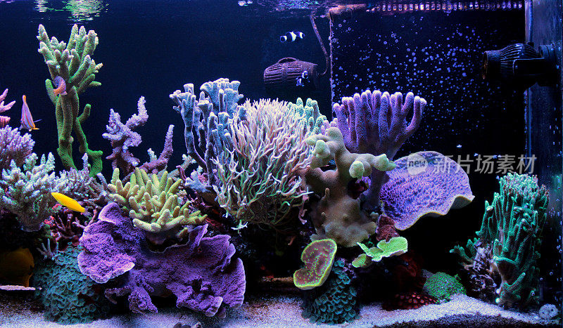 珊瑚礁水族缸