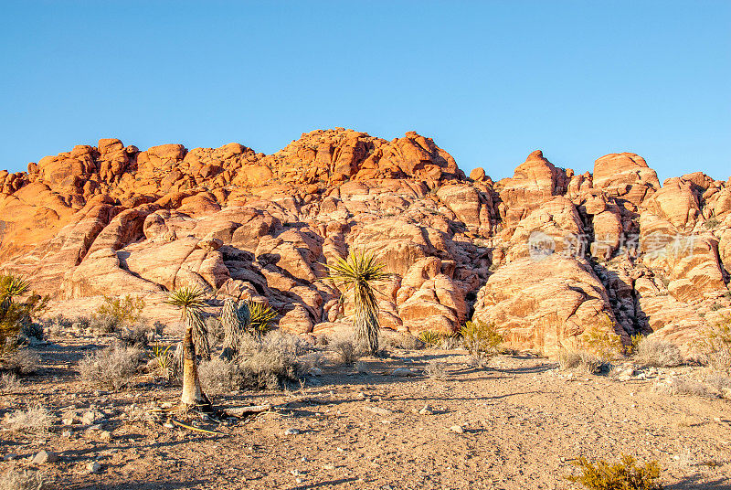 Yucca和条纹在红岩保护Ares，内华达州2