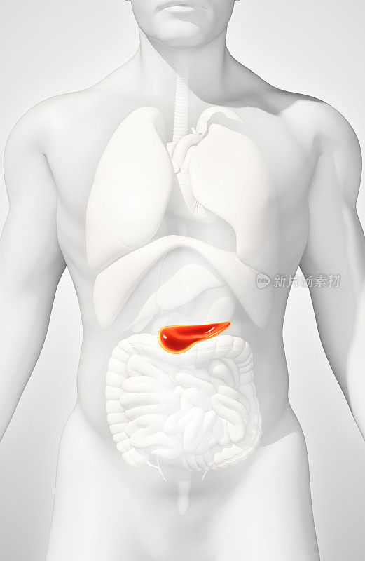 胰腺-消化系统的一部分的3D插图。