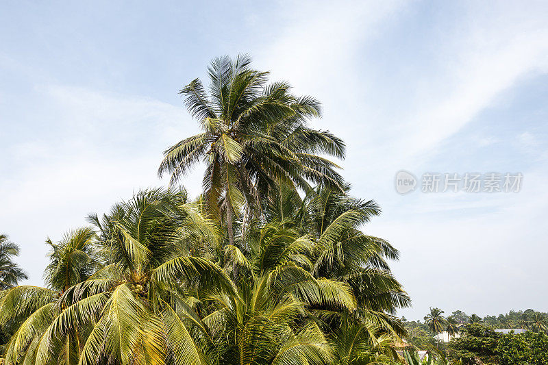 景观热带棕榈树海滩