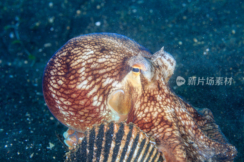 壳中的椰子章鱼