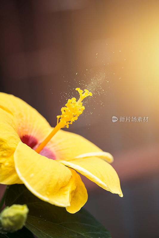 芙蓉花开花带花粉孢子散在空气中传播，病程为花粉过敏或过敏性疾病。