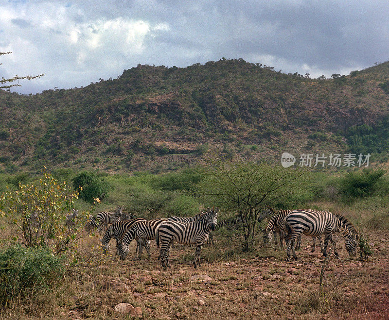 坦桑尼亚塞伦盖蒂国家公园的迁徙平原斑马