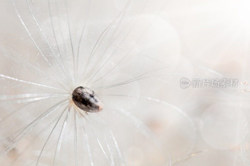 靠近软蒲公英与复制空间