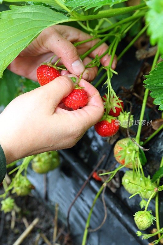 手摘生态红草莓