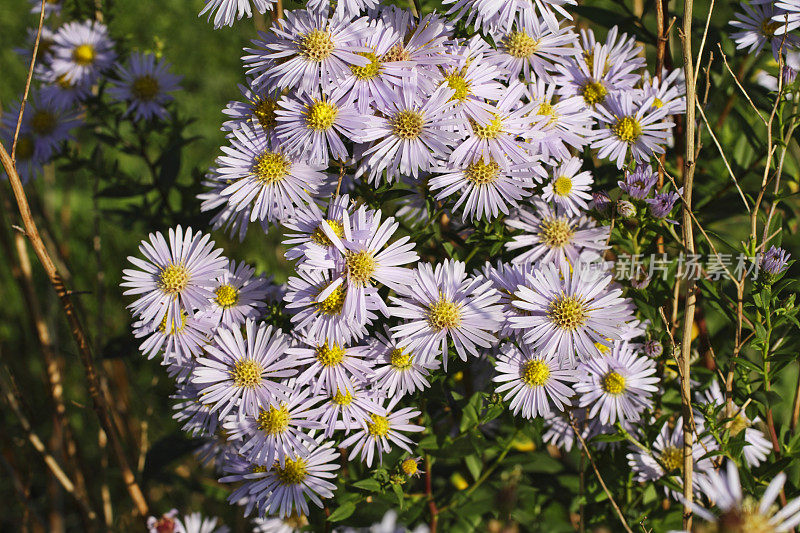 淡紫丁香花，野紫菀