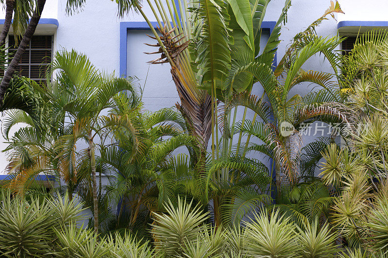 热带树木和植物南海滩迈阿密大厦