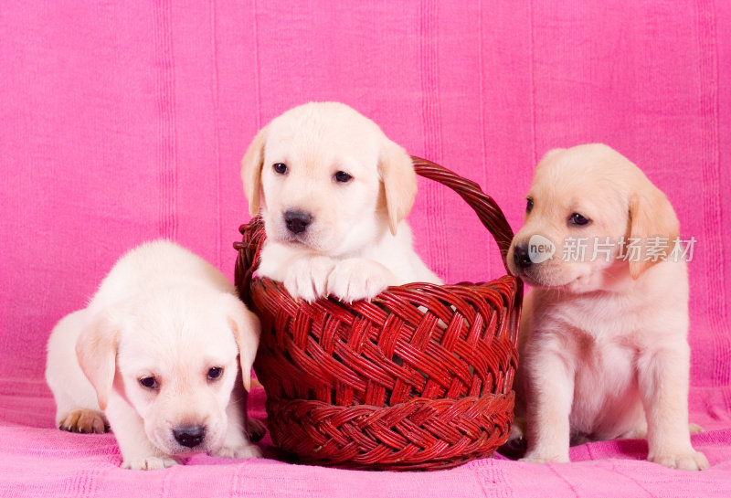 拉布拉多幼犬