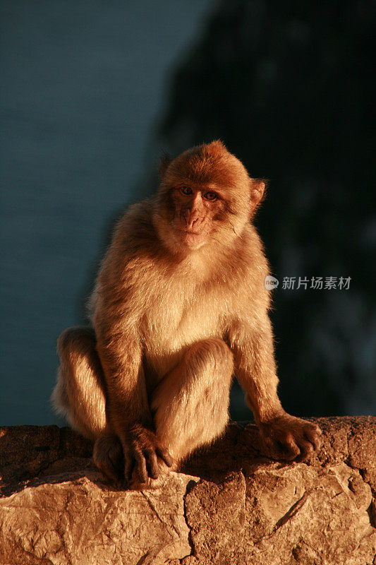 直布罗陀的巴巴里猕猴与夕阳