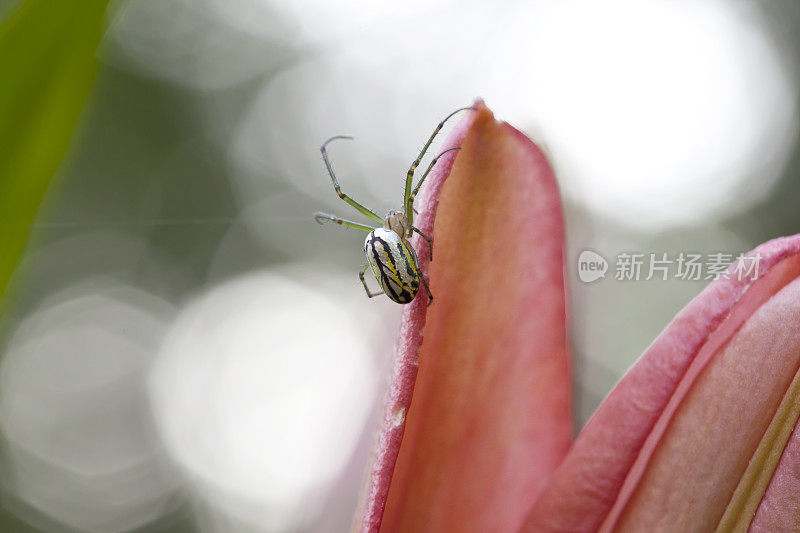 蜘蛛在花上织网