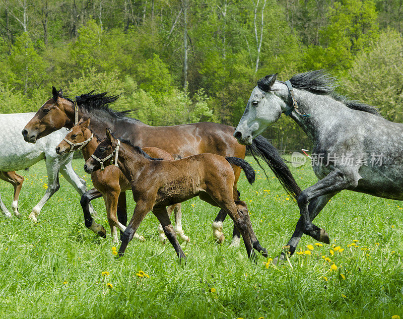 在牧场上奔驰的一群马和小马驹-温血