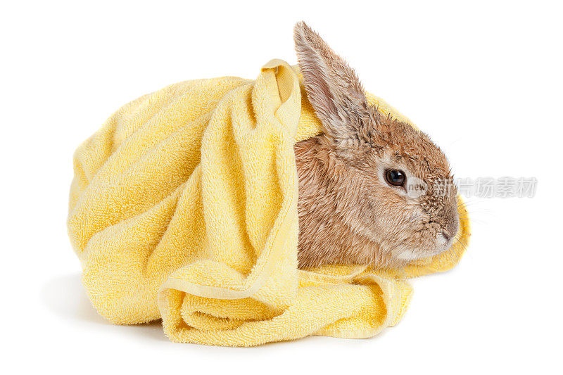 兔子洗澡后裹在毛巾里