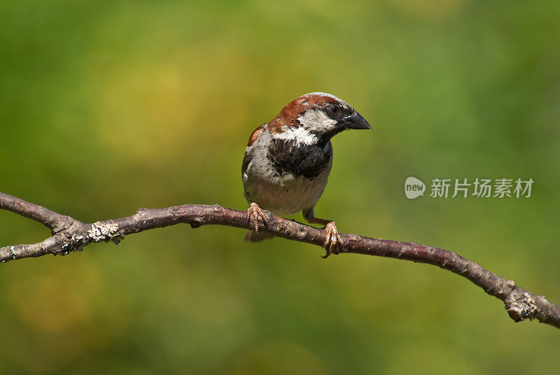 雄性家麻雀栖息在树枝上