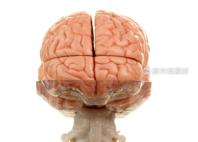 脊髓后视图顶部的人脑模型