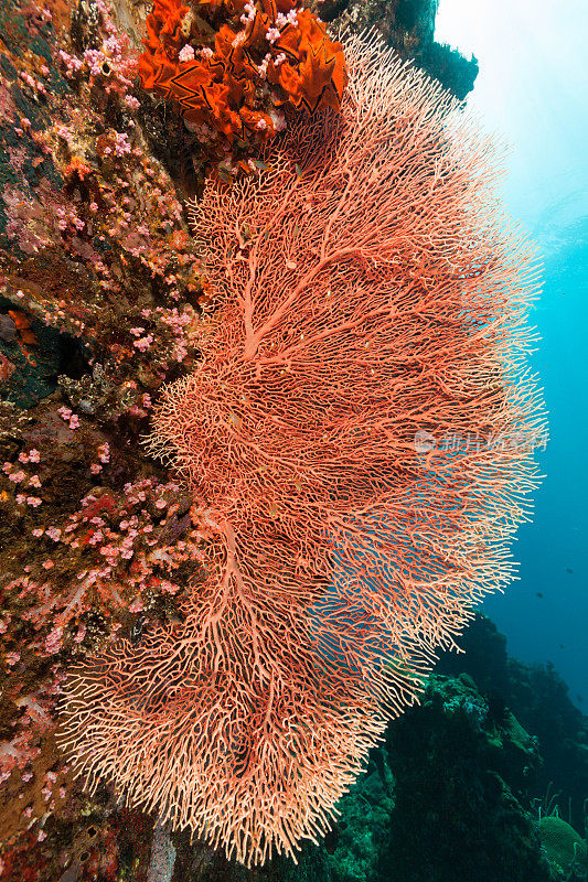 柳珊瑚，珊瑚少女，黄金少女，Cenderawasih湾，巴布亚，印度尼西亚