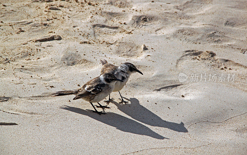 加拉帕戈斯群岛:加?圣达菲岛的帕哥斯嘲鸟