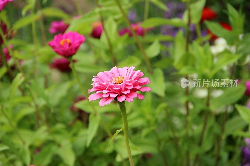 粉色zinnia花