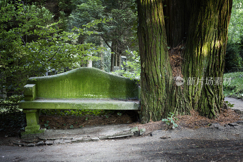 墓地上的长凳和树