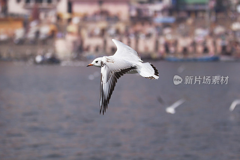 黑头海鸥-瓦拉纳西