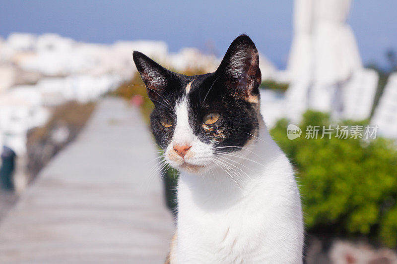 希腊圣托里尼岛的流浪猫