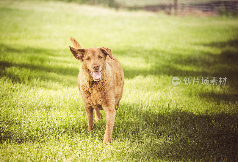 穿过草坪的切萨皮克湾寻回犬