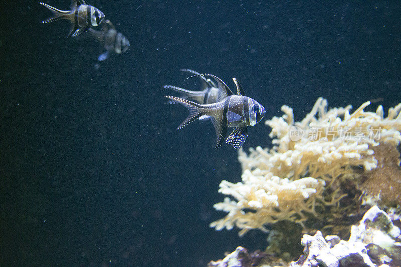 一群热带红雀鱼