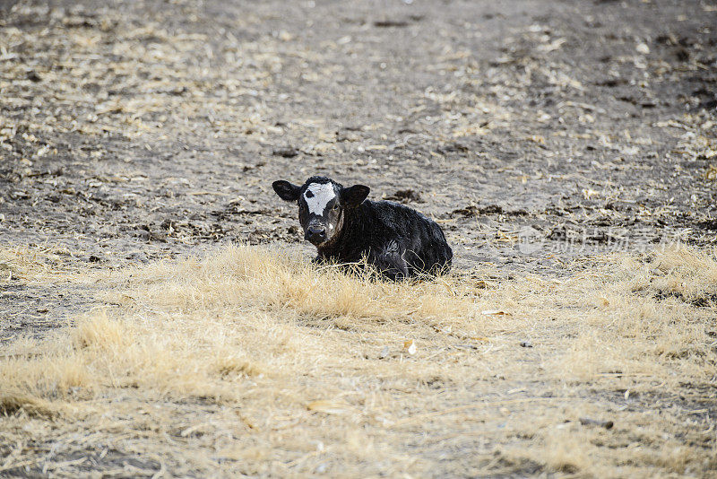 在干旱的牧场里孤独的小牛