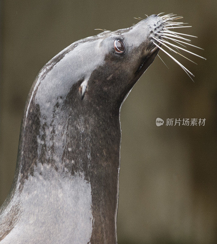 海狮