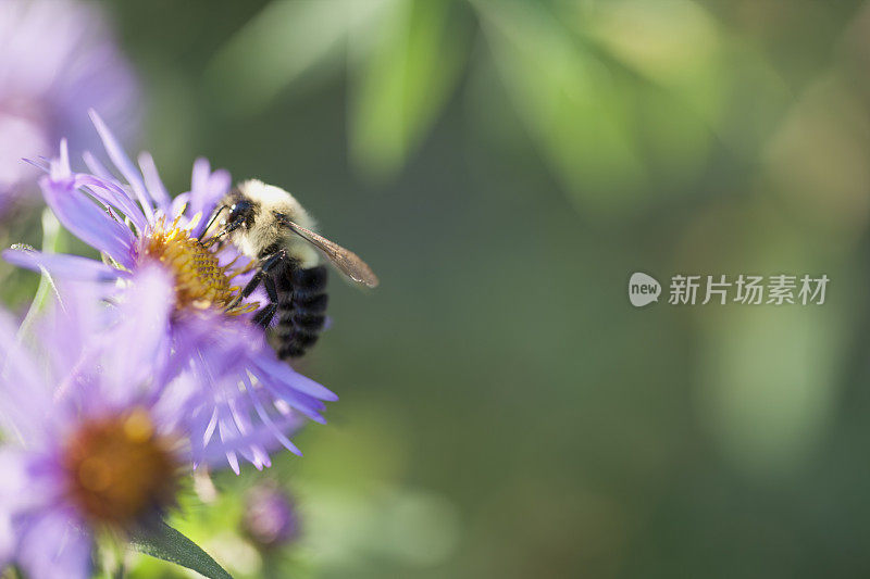 大黄蜂在花上