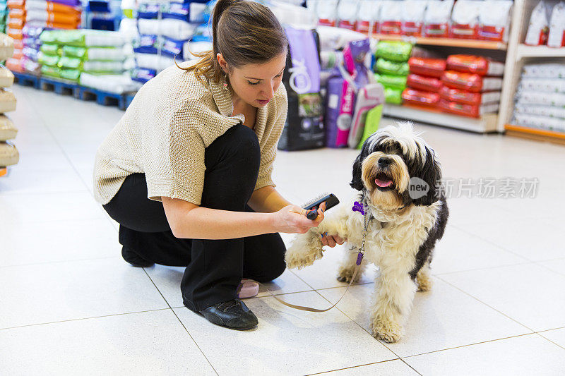 可爱的藏獒在宠物店…女主人正在给它梳毛