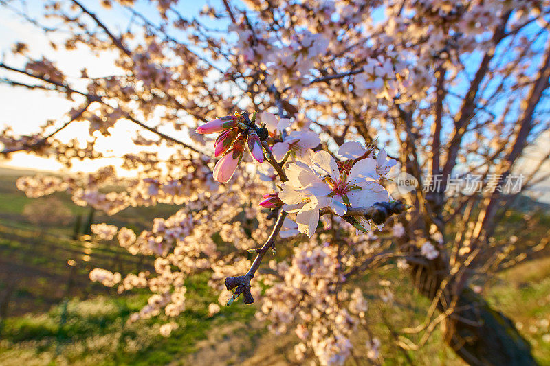 杏树在夕阳下开花