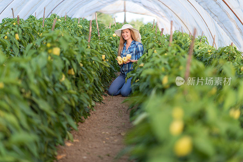 年轻女子在一个甜椒种植园工作