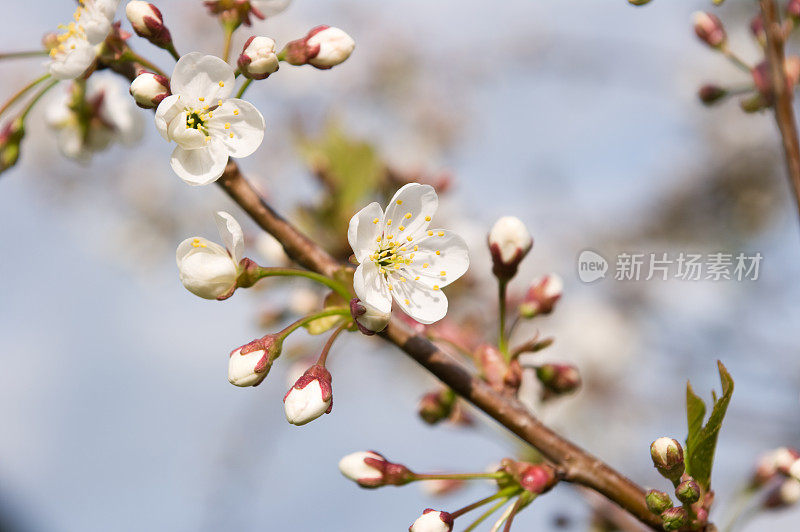 苹果树开花