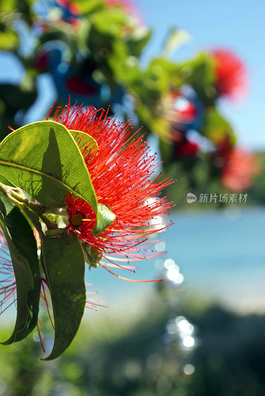 Pohutakawa无焦点圣诞装饰，新西兰