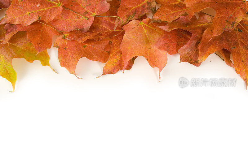 秋天的枫叶秋天的季节框架边界上白色的背景