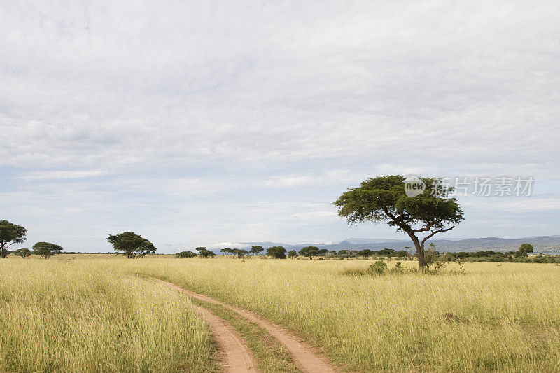 乌干达的非洲景观