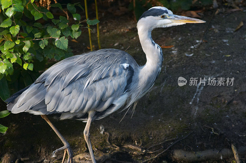 非常小心地踏着苍鹭