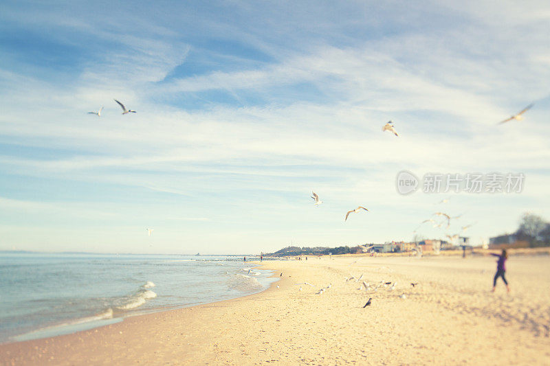 海上的黑头海鸥