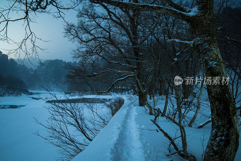 晚上树被雪覆盖着