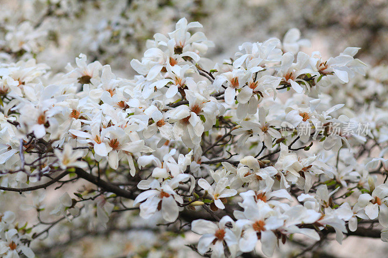 盛开的木兰stellata