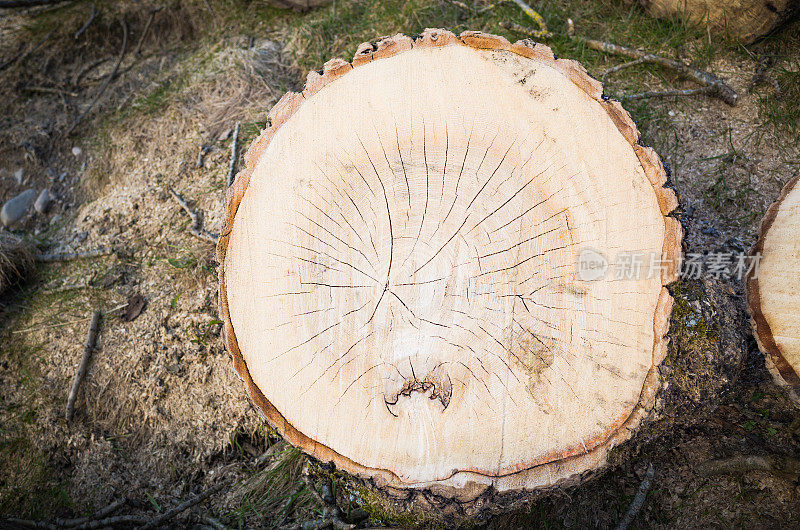 英国湖区:被风暴砍倒的白蜡树的横截面