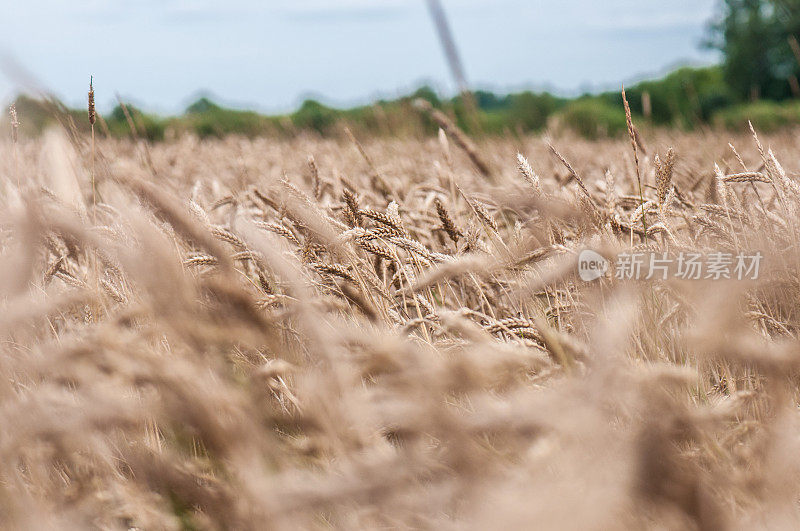 麦田