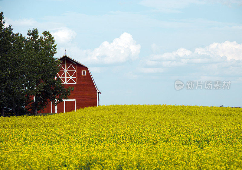 树木、谷仓和油菜花在黄色盛开