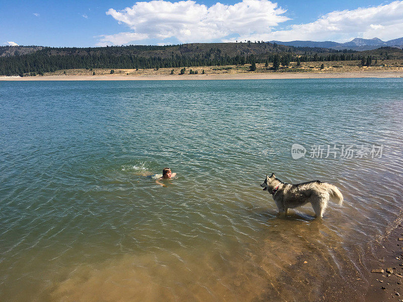 狗担心孩子在湖里游泳