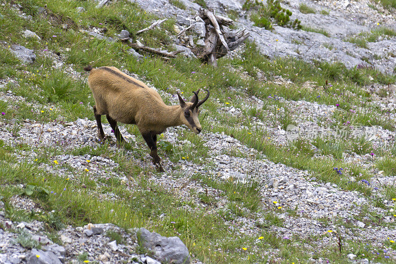 山中的Chamois