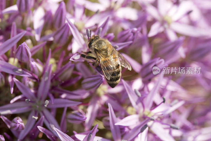 花上的蜜蜂