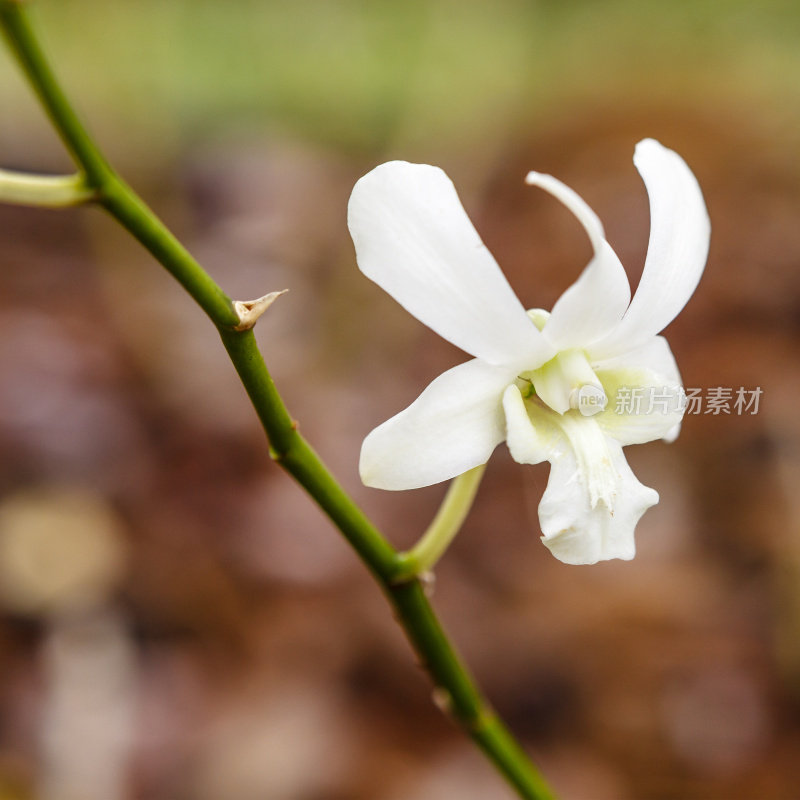 野生兰花