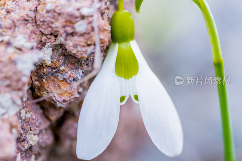 雪花莲，有石头的雪花莲