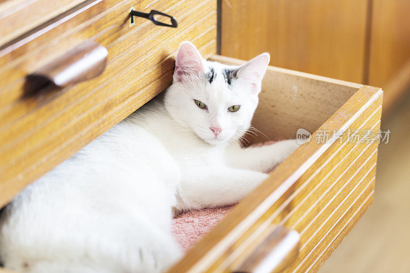 一只白猫坐在抽屉里